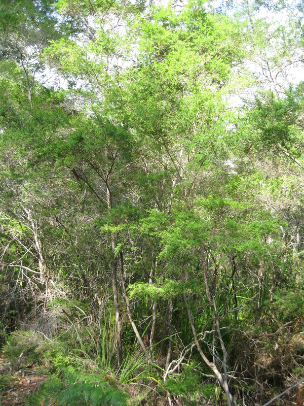 Leptospermum polygalifolium subsp polygalifolium - tall plant in shady forest