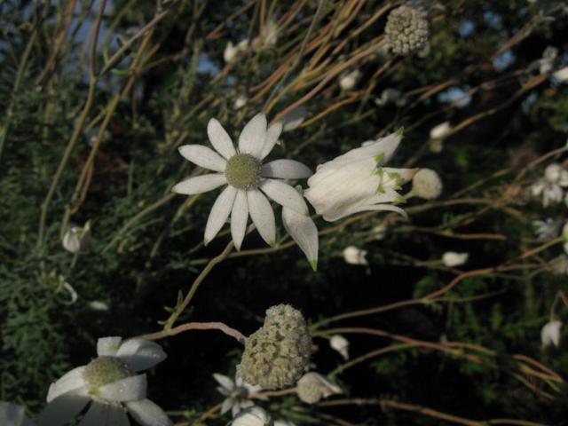 Actinotus helianthi flower and seeds