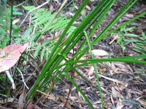 Carex appressa flat leaves