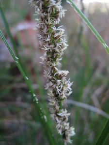 Carex appressa 