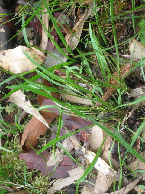 Craspedia variabilis leaves