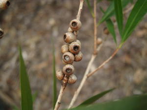 Callistemon salignus fruit