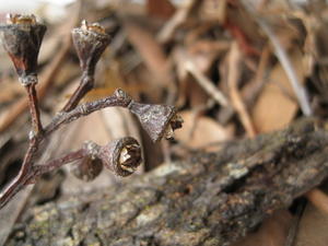 Eucalyptus fibrosa fruit