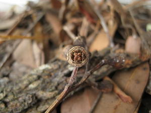 Eucalyptus fibrosa fruit