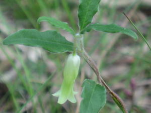 Billardiera scandens flower.JPG