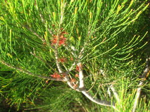 Allocasuarina littoralis female flowers