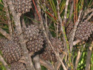 Allocasuarina littoralis - Black She-Oak