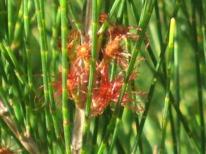 Allocasuarina littoralis flowers