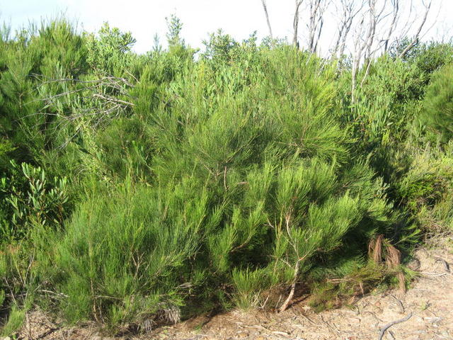 Allocasuarina littoralis heath habit