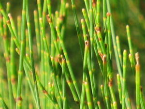 Allocasuarina littoralis leaves