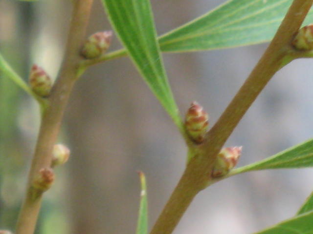 Hakea dactyloides buds