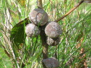 Hakea dactyloides fruit