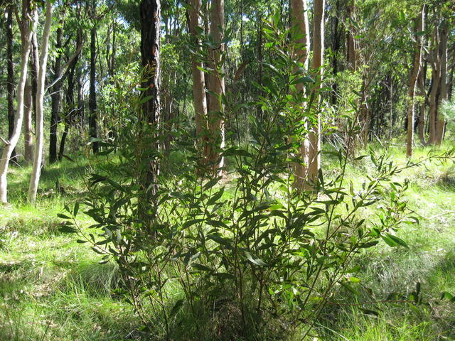 Hakea dactyloides habit 