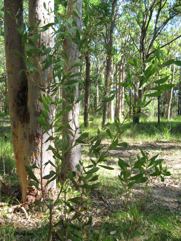 Hakea dactyloides habit