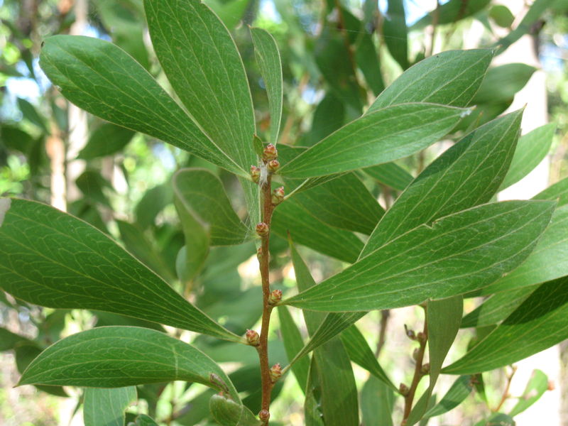 Hakea dactyloides leaves