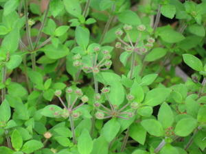 Pomax umbellata fruiting bodies 