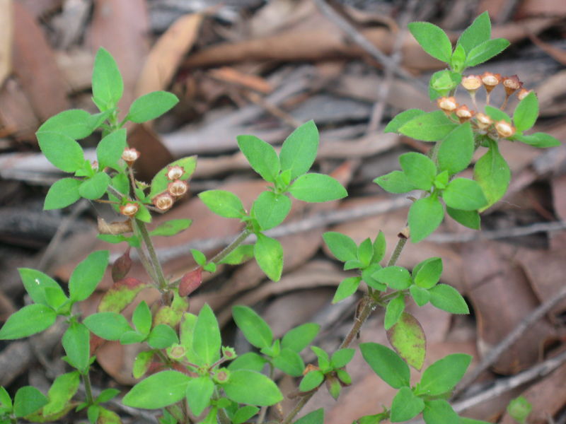 Pomax umbellata seeding bodies