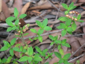 Pomax umbellata seeding bodies