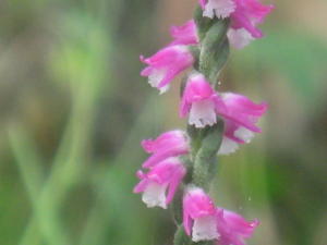 Spiranthes sinensis flowers