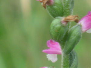 Spiranthes sinensis fruit