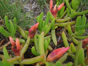 Carpobrotus glaucescens fruit