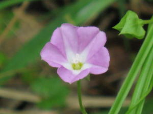 Polymeria calycina flower