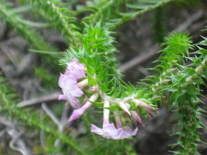 Woolsia pungens - Snow Heath