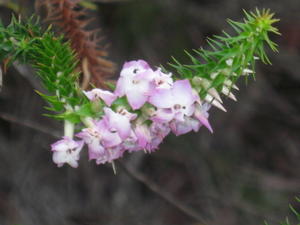 Woolsia pungens flowers 