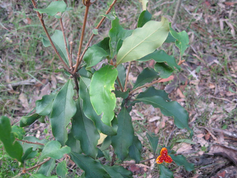 Pittosporum revolutum branch