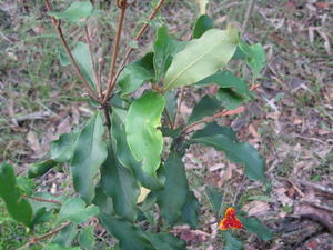 Pittosporum revolutum branch