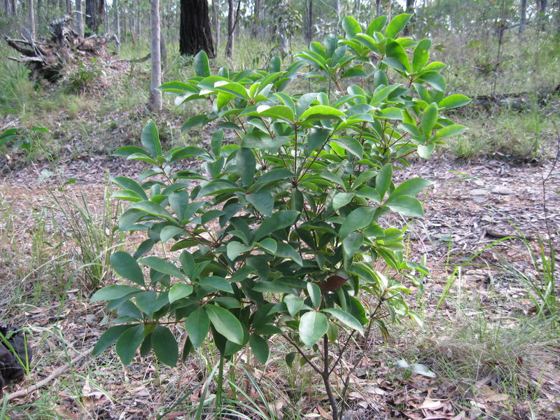 Pittosporum revolutum habit