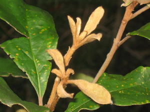 Pittosporum revolutum rusty new growth 