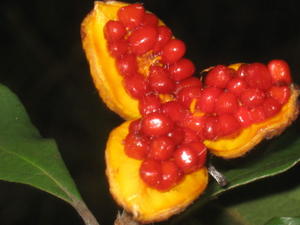 Pittosporum revolutum seeds in fruit