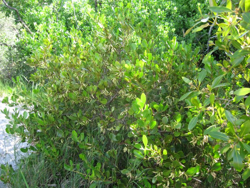 Aegiceras corniculatum habit