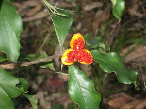 Pittosporum revolutum seeds