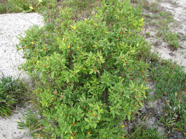 Wikstroemia indica growth habit