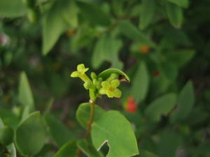 Wikstroemia indica flower