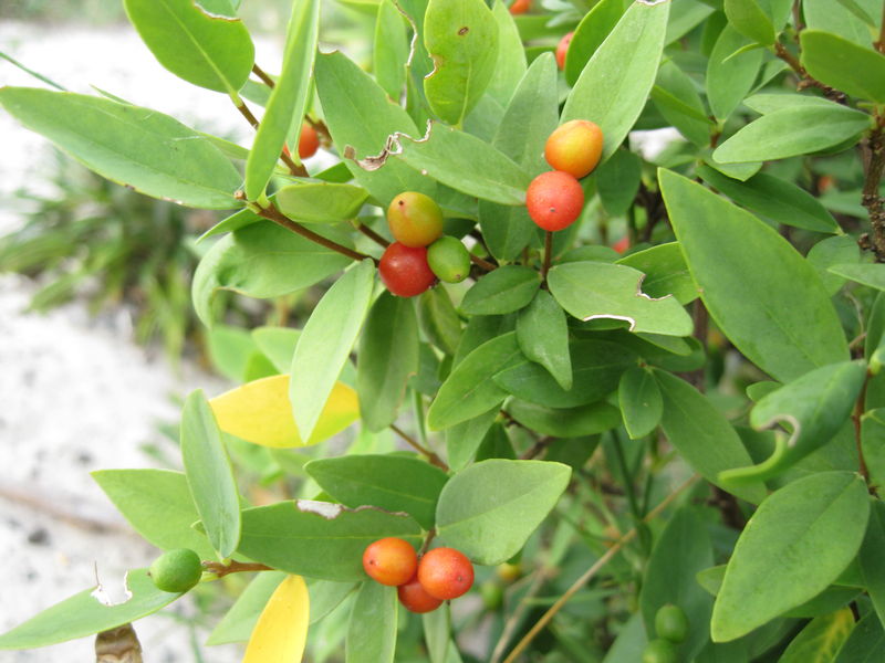 Wikstroemia indica fruit