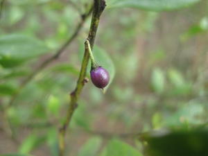 Myoporum bininense ssp australe ripe fruit