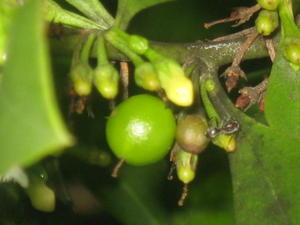 Myoporum boninense spp australe unripe fruit