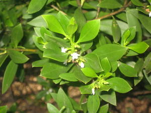 Myoporum boninense ssp australe leaves