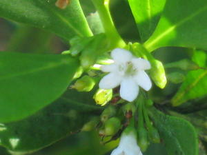 Myoporum boninense ssp australe buds and flower