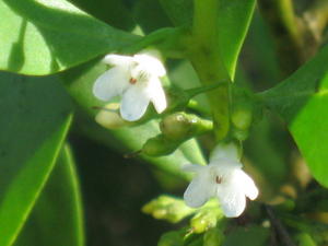 Myoporum boninense ssp australe flower