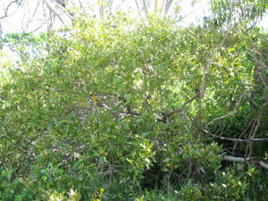 Myoporum boninense ssp australe growth habit