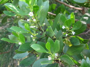 Mypoprum boninense ssp australe branch