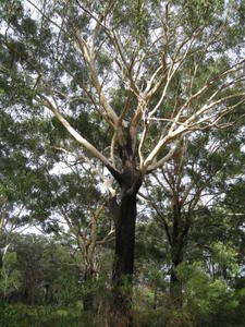 Eucalyptus pilularis - Blackbutt