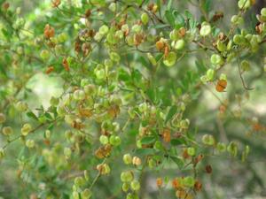 Bursaria spinosa seed pods