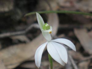 Caladenia catenata - White Fingers