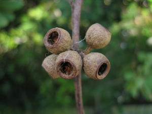 Eucalyptus pilularis old fruit