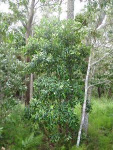 Elaeocarpus reticulatus growth habit